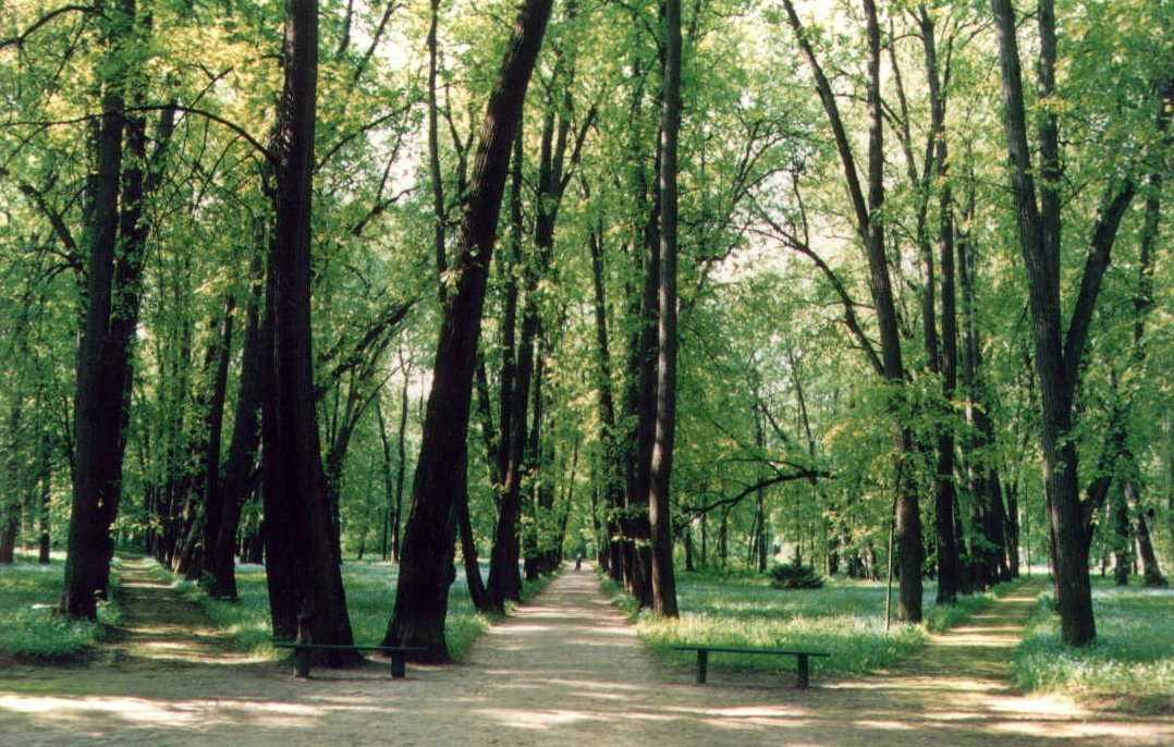 Аллеи парка в Спасском-Лутовиново