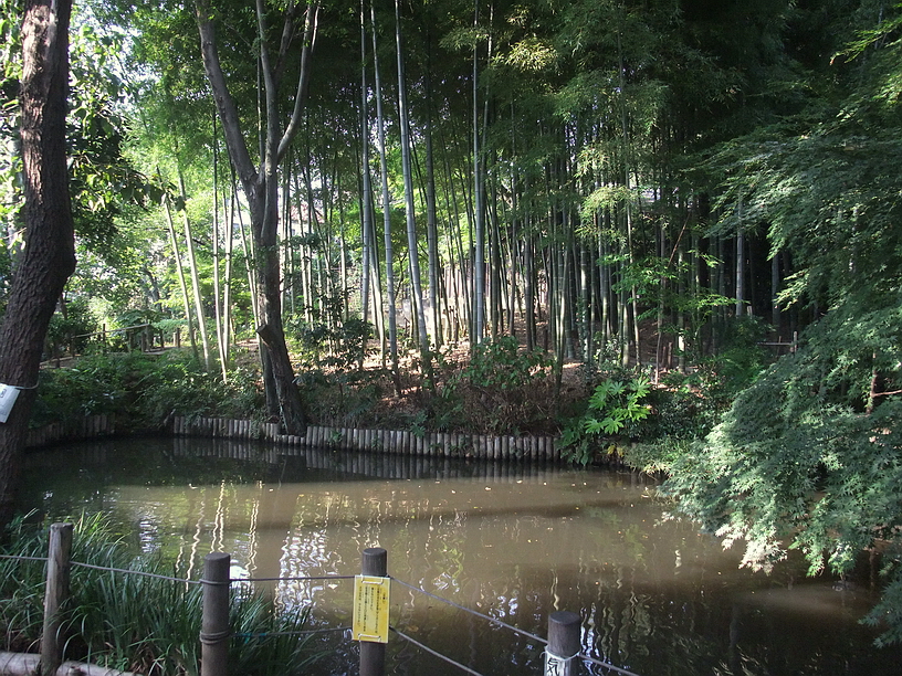 Сад Мусянокодзи Санэацу. Бамбуковая роща