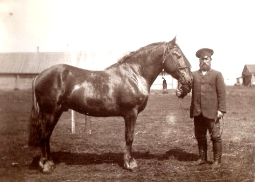 Конь «Ной». Фото 1915 г.