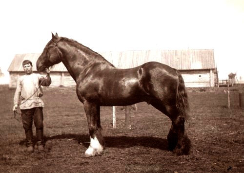 Конь «Ройяль Мэстн». Фото 1915 г. 