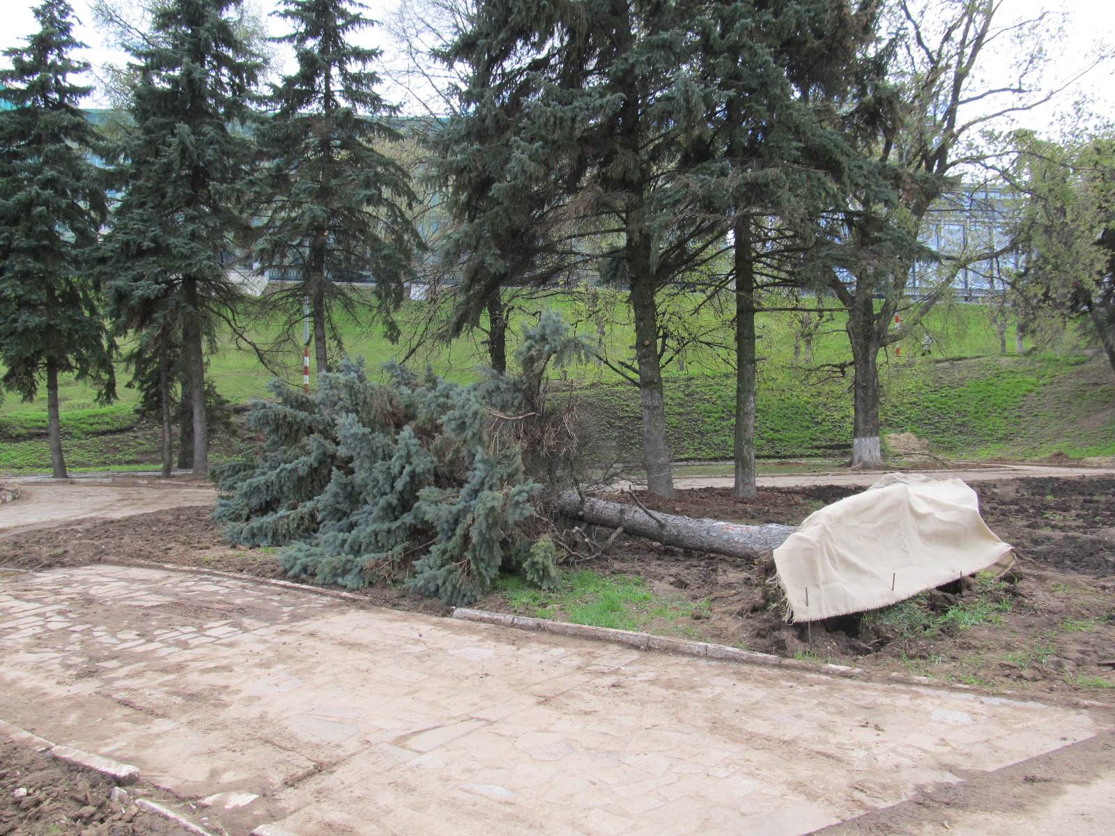 2 мая 2012 г. на Нижегородском откосе рухнула голубая ель