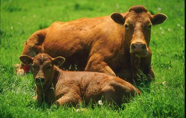 Мир животных в науке и фольклоре: Корова, бык, теленок