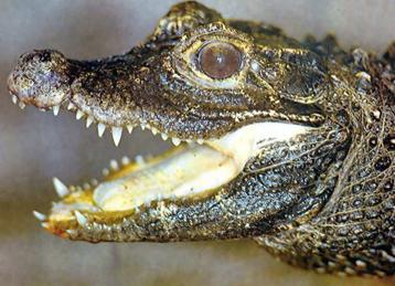 Мир животных в науке и фольклоре: Крокодил