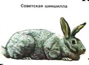 Мир животных в науке и фольклоре: Кролик