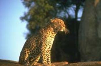Мир животных в науке и фольклоре: Леопард (см.: барс)