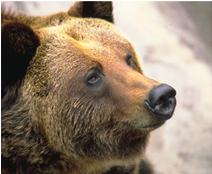 Мир животных в науке и фольклоре: Медведь