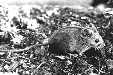Мир животных в науке и фольклоре: Мышь