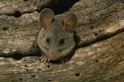 Мир животных в науке и фольклоре: Мышь